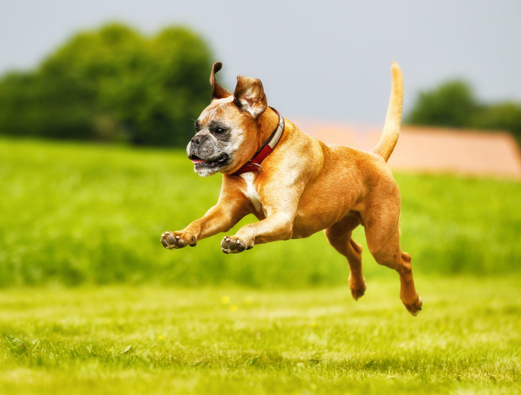 Purebred Boxer Dog