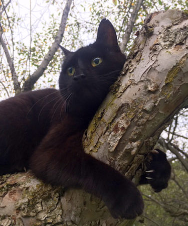 cat in tree